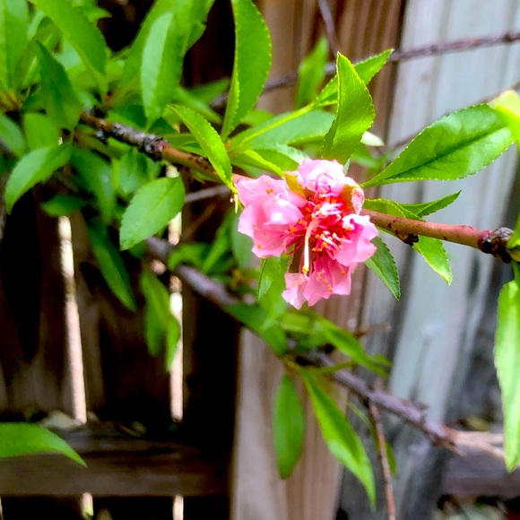 Accessories - Posh Show 💕